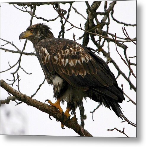 Bald Eagles Metal Print featuring the digital art Juvenile Bald Eagle by Carrie OBrien Sibley