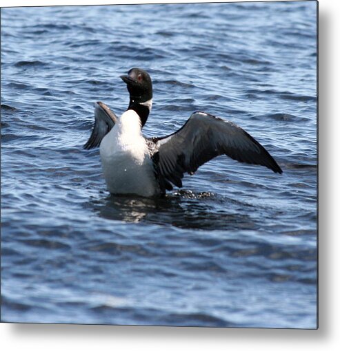 Loon Metal Print featuring the photograph Loon by Dr Carolyn Reinhart