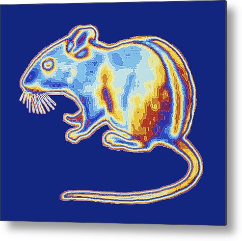 Cut-out Metal Print featuring the photograph Mouse, Infrared, Computer Artwork by Pasieka