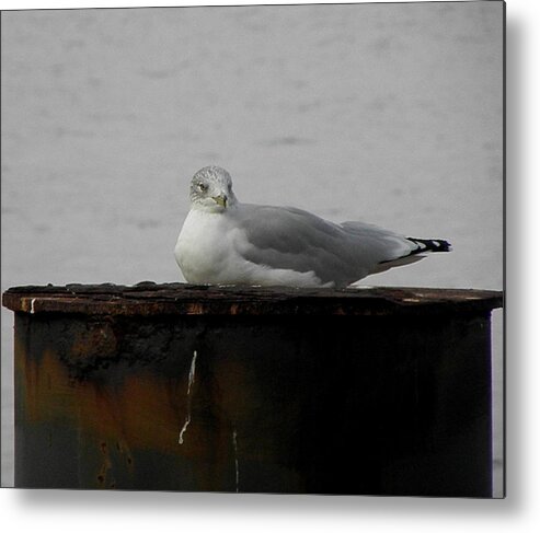 Seagull Metal Print featuring the photograph My Spot by Kim Galluzzo