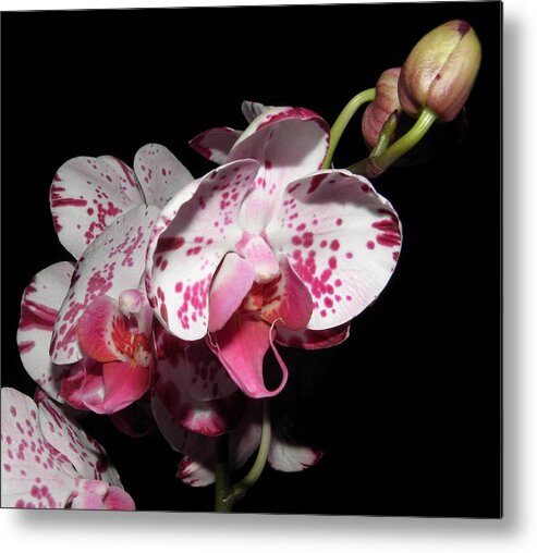 Orchid Metal Print featuring the photograph Orchid beauties by Kim Galluzzo Wozniak