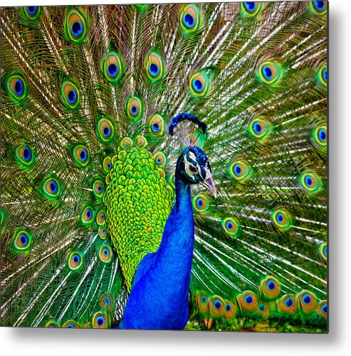Peacock Metal Print featuring the photograph Peacock Display by Mark Andrew Thomas