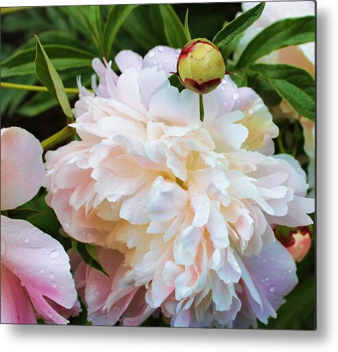Floral Photographs Metal Print featuring the photograph Peony and her Bud by Christiane Kingsley