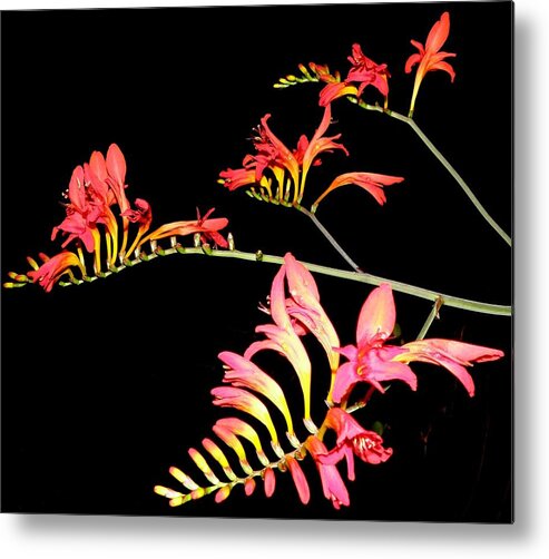Flowers At Night Metal Print featuring the photograph Quad Burst by Kim Galluzzo