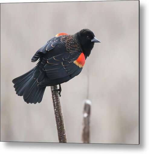 Blackbird Metal Print featuring the photograph Red-Winged Blackbird by Angie Vogel