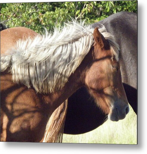 Foal Metal Print featuring the photograph Resting by Kim Galluzzo