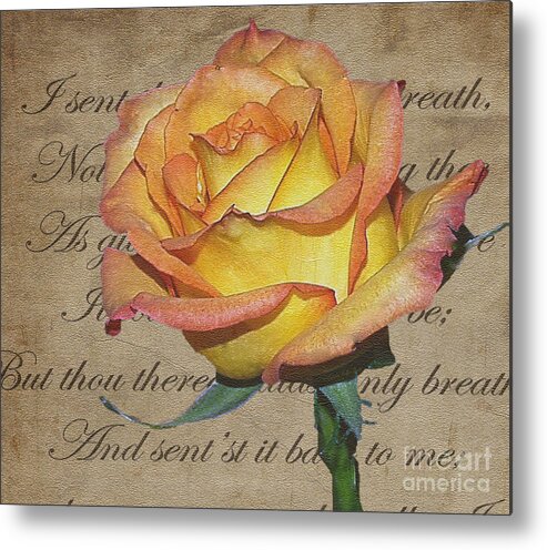 Mixed Media Metal Print featuring the photograph Romantic Rose by Patricia Griffin Brett