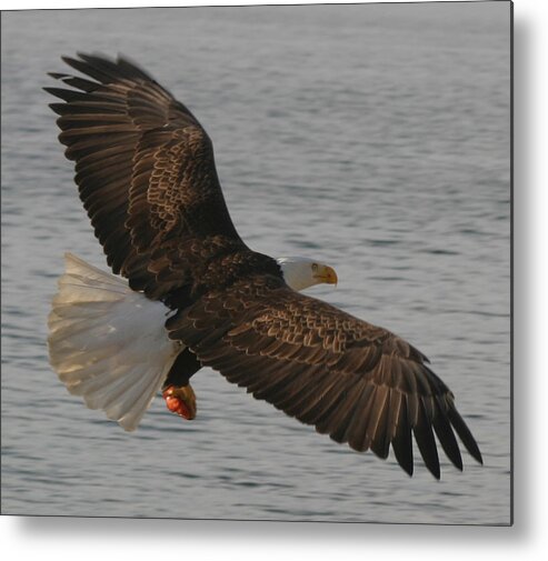 Bald Eagle Flying In Puget Sound Metal Print featuring the photograph Spread Eagle by Kym Backland