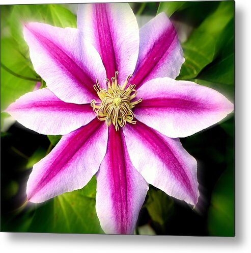 Clematis Metal Print featuring the photograph Star Power.... by Tanya Tanski
