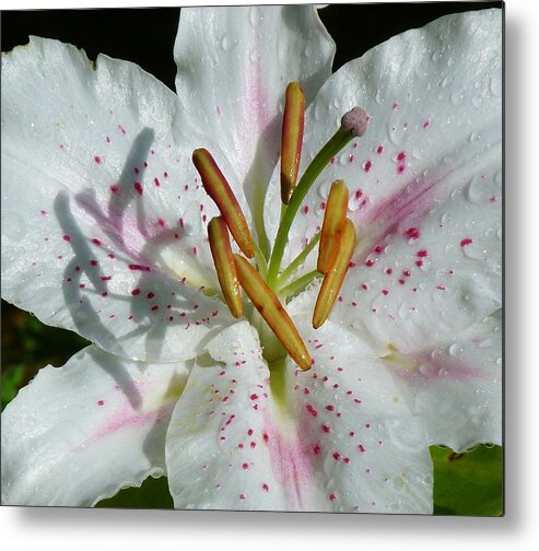 Lily Metal Print featuring the photograph Stargazer Lily by Lynn Bolt