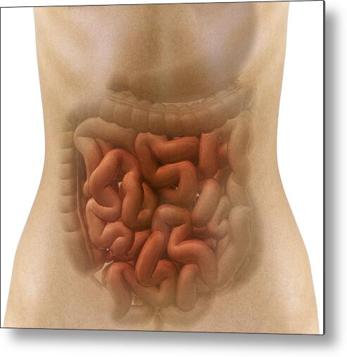 Stomach Metal Print featuring the photograph Stomach And Intestines, Artwork by Claus Lunau