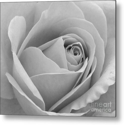 Rose Metal Print featuring the photograph Study in black and white by Cindy Manero