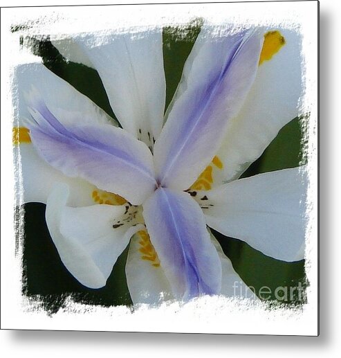 Giant Lilies Metal Print featuring the photograph Trinity by Priscilla Richardson