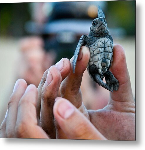 Turtle Metal Print featuring the photograph Turtle release in San Pancho by Atom Crawford