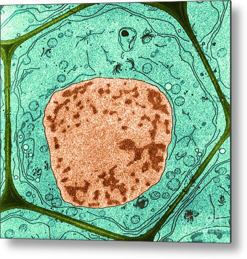 Cell Metal Print featuring the photograph Typical Plant Cell by Omikron