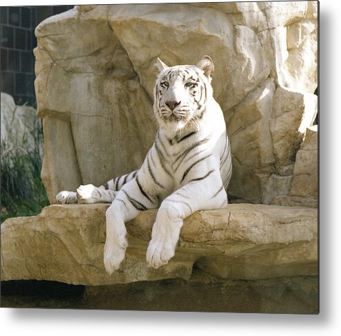 henry Doorly Zoo Metal Print featuring the photograph White Tiger by John Bowers