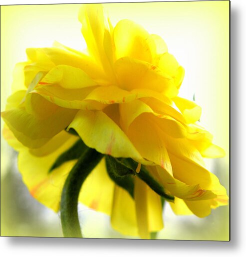 Ranunculus Metal Print featuring the photograph Yellow Glow In The Sun by Kim Galluzzo Wozniak