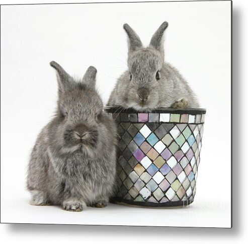 Nature Metal Print featuring the photograph Young Silver Lionhead Rabbits by Mark Taylor