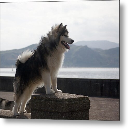  Metal Print featuring the photograph Alaskan Malamute. #1 by Christopher Rowlands