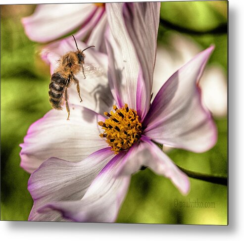  Metal Print featuring the photograph Bee Shadow.... #1 by Paul Vitko