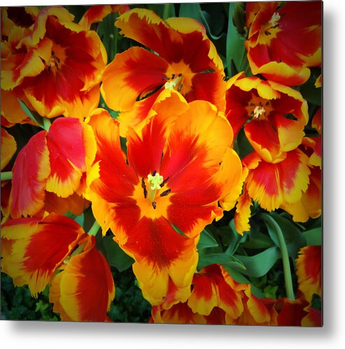Flower Metal Print featuring the photograph Bloom #1 by Donna Spadola