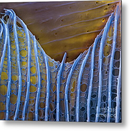 Science Metal Print featuring the photograph Butterfly Wing Scale Sem by Eye of Science