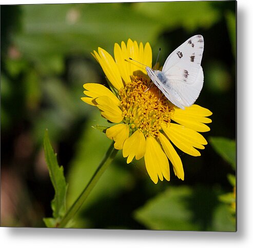 James Smullins Metal Print featuring the photograph Cabbage white butterfly by James Smullins
