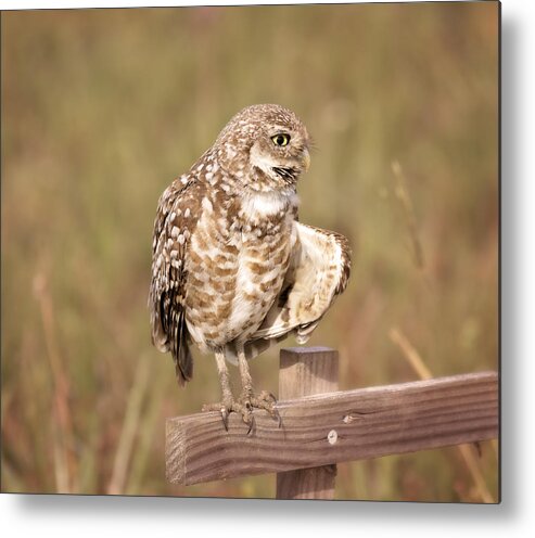 Owl Metal Print featuring the photograph Cape Coral Burrowing Owl #2 by Kim Hojnacki