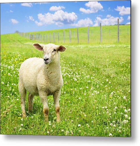 Sheep Metal Print featuring the photograph Cute young sheep 1 by Elena Elisseeva