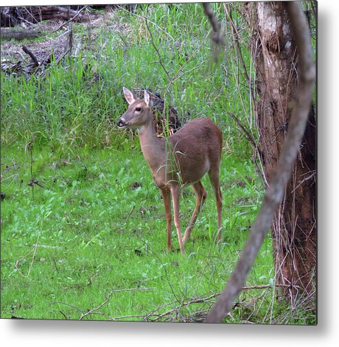 Doe Metal Print featuring the photograph Doe in Nature #1 by Rosalie Scanlon