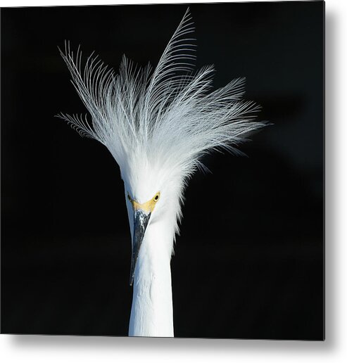 Snowy Egret Metal Print featuring the photograph Electrifying #1 by Fraida Gutovich