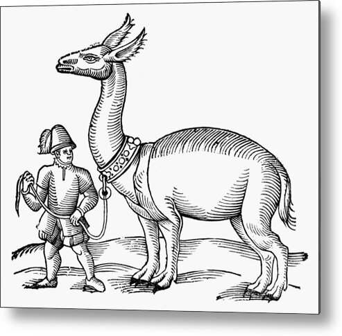 1607 Metal Print featuring the photograph Llama, 1607 #1 by Granger