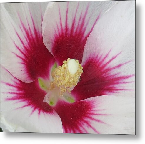 Flower Metal Print featuring the photograph Open Wide #1 by Jeanette Oberholtzer