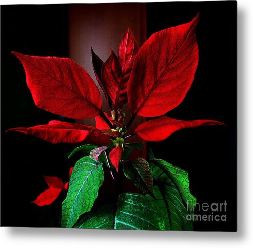 Christmas Decoration Metal Print featuring the photograph Poinsettia by Jasna Dragun