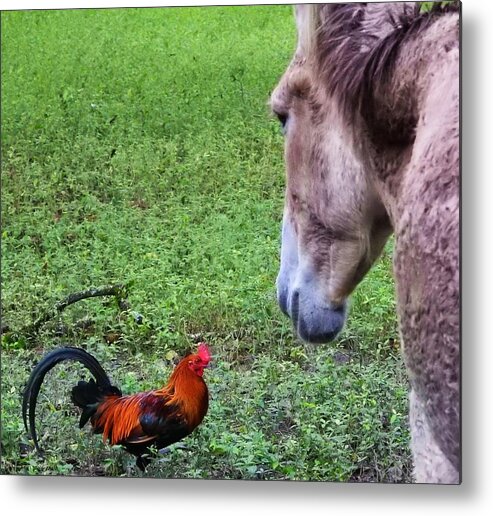 Rooster Metal Print featuring the photograph Standoff #2 by Jan Gelders