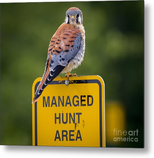 Canon Metal Print featuring the photograph American Kestrel #4 by Ricky L Jones