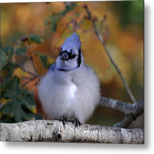 Blue Jay Metal Print featuring the photograph Blue Jay #2 by Diane Giurco