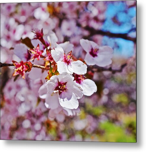 Cherry Blossoms Metal Print featuring the photograph 2015 Early Spring Cherry Blossoms 1 by Janis Senungetuk