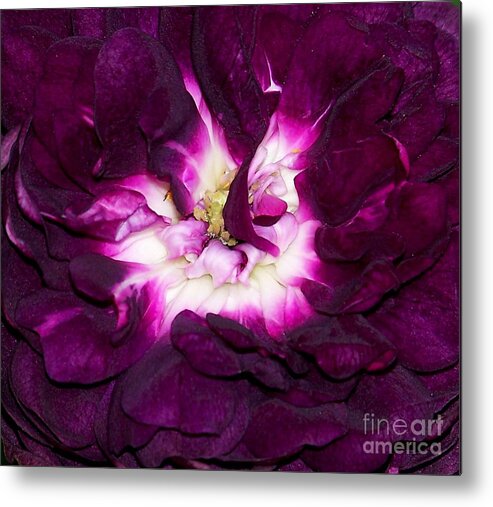Rose Metal Print featuring the photograph Rose #29 by Sylvie Leandre