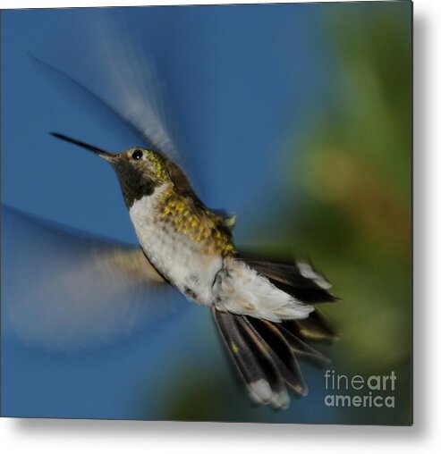 Humming Bird Metal Print featuring the photograph Humming Bird #3 by Patrick Short