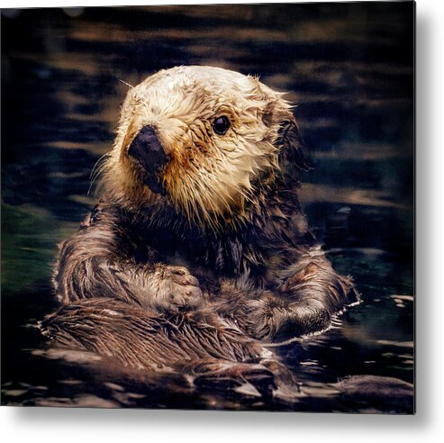 Jean Noren Metal Print featuring the photograph Adorable Sea Otter by Jean Noren
