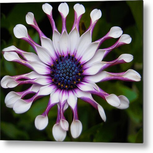 African Metal Print featuring the photograph African Daisy by Svetlana Sewell