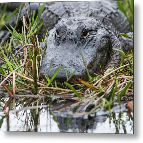 Oxahatchee Metal Print featuring the photograph Alligator closeup-0642 by Steve Somerville