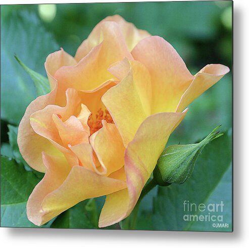 #gardenflower #blossom #nature #botanical #photography # Fineart Metal Print featuring the photograph And So It May Be by Jacquelinemari