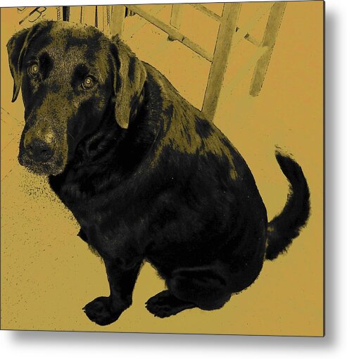 Dog Metal Print featuring the photograph Any Chance I Can Go With You by Lenore Senior