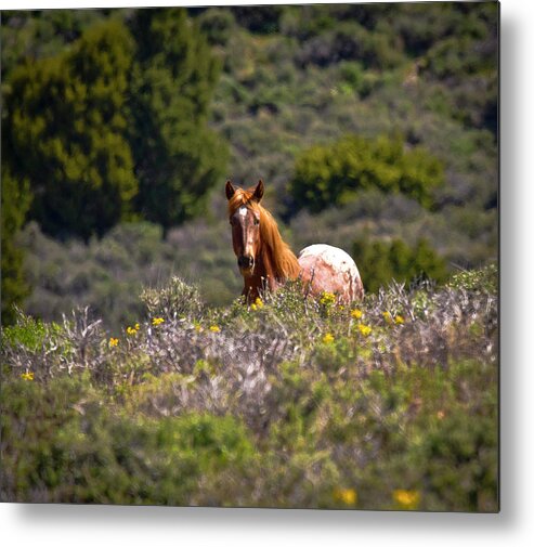 Horse Metal Print featuring the photograph Appaloosa Mustang Horse by Waterdancer