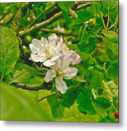 Apple Flowers Metal Print featuring the photograph Apple Flowers. by Elena Perelman