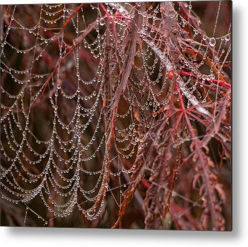 Spider Web Metal Print featuring the photograph Beads of Raindrops by Gary Karlsen