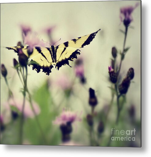 Butterfly Metal Print featuring the photograph Beauty and Grace by Kerri Farley