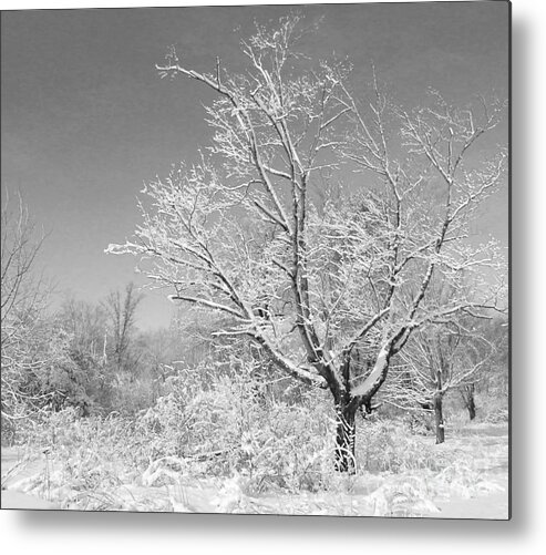 Landscape Metal Print featuring the photograph Beauty of Winter by Marcia Lee Jones